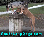 South Loop Dogs